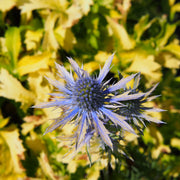 Eryngium 'Neptunes Gold’