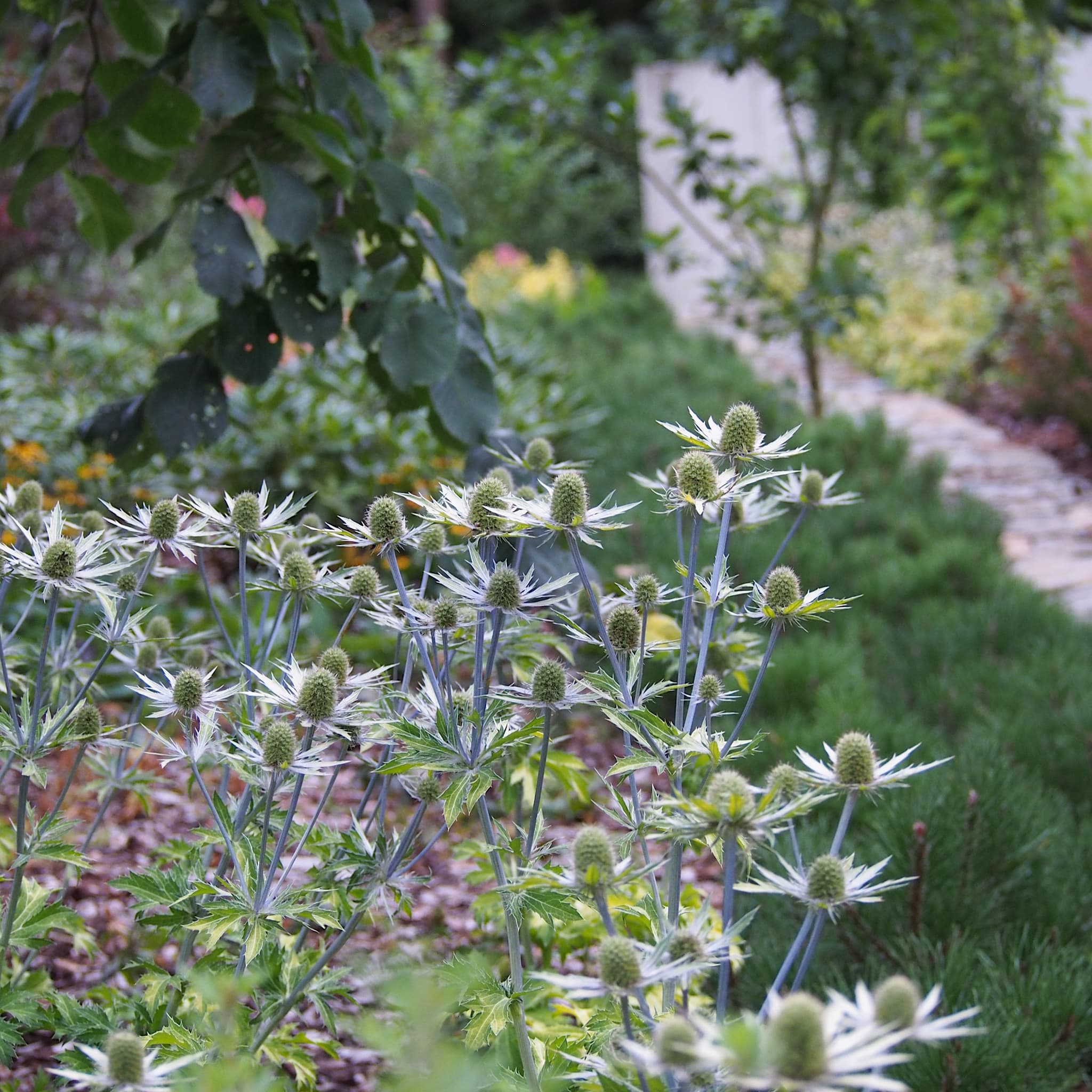 Eryngium 'Neptunes Gold’