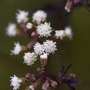 Eupatorium alt. 'Chocolate’
