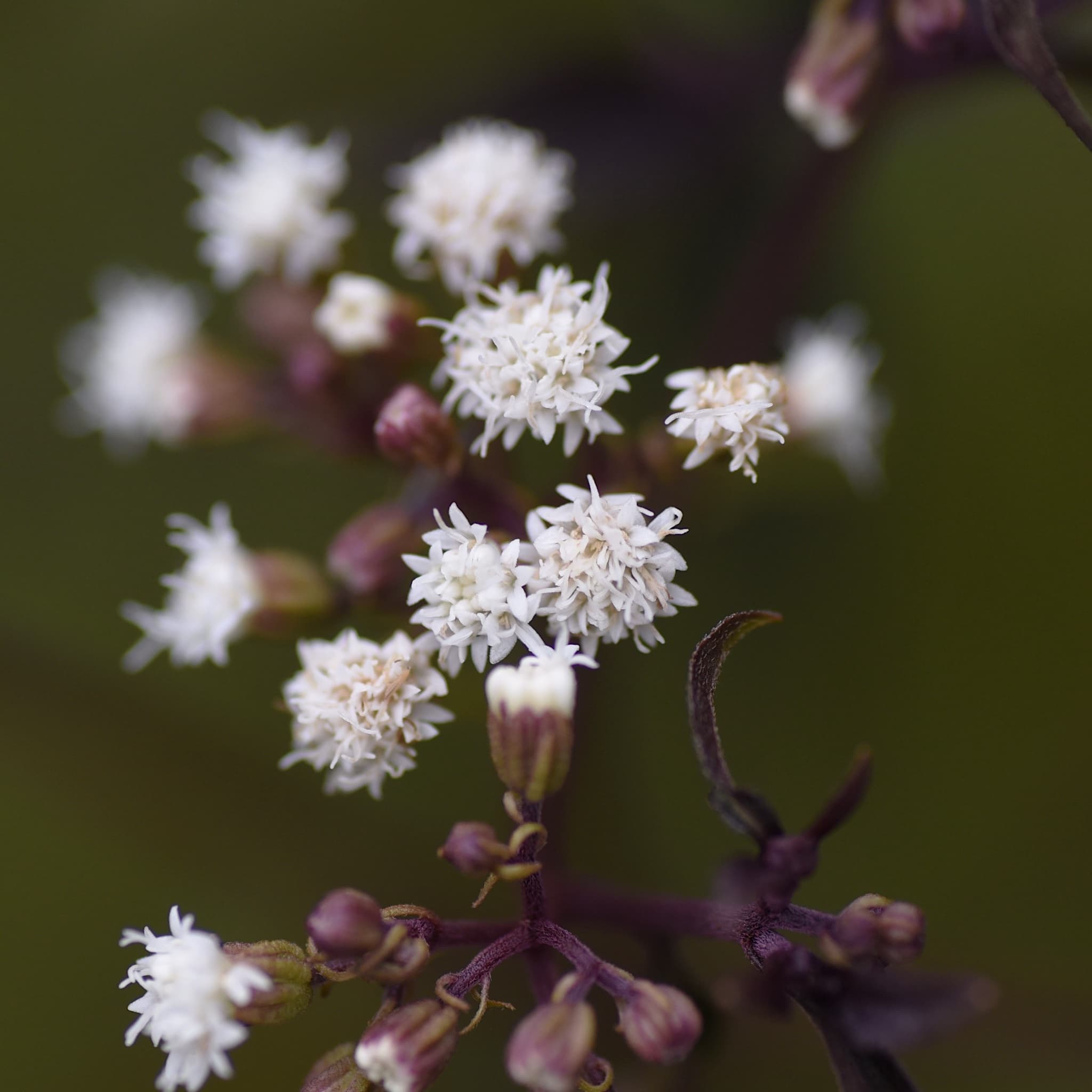 Eupatorium alt. 'Chocolate’