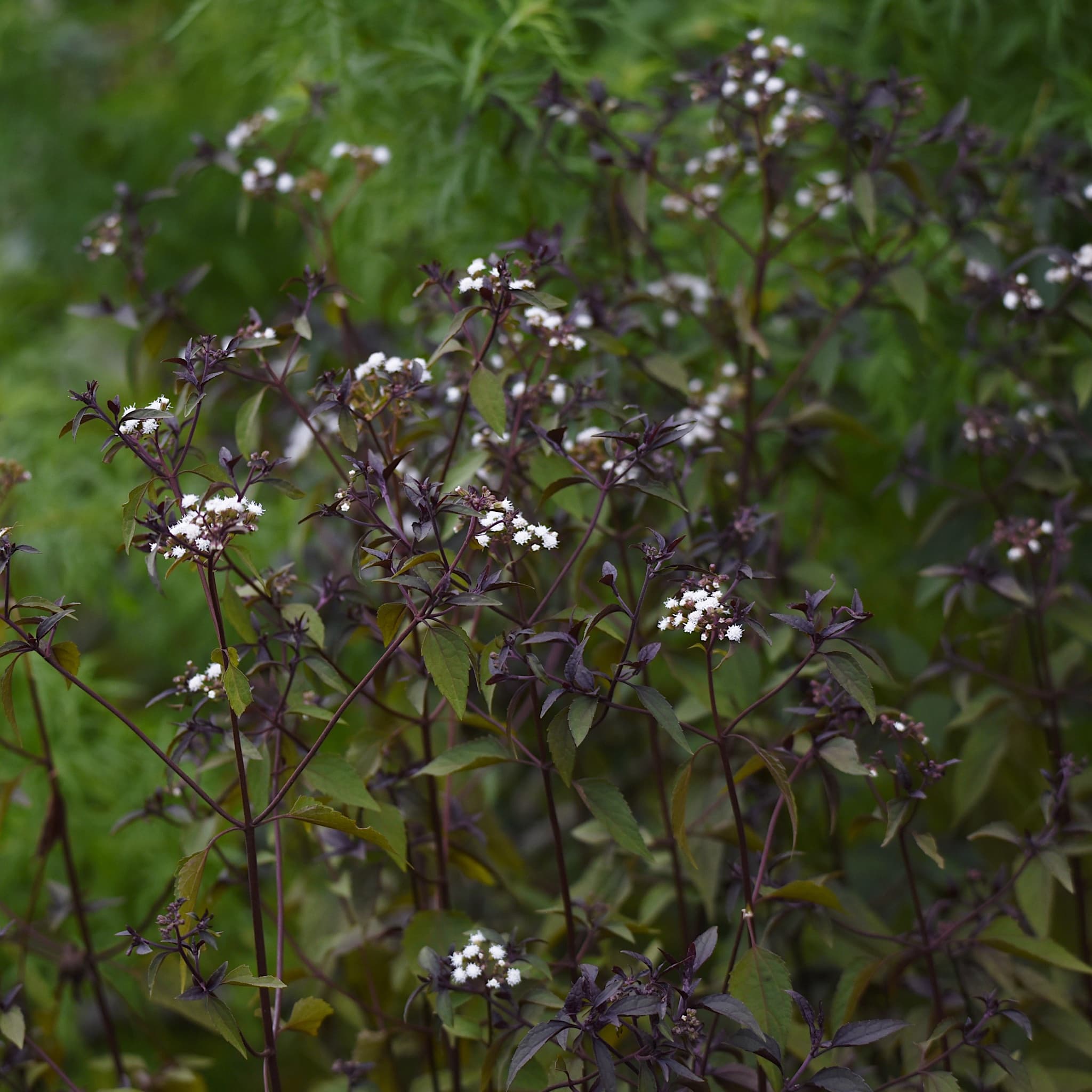 Eupatorium alt. 'Chocolate’
