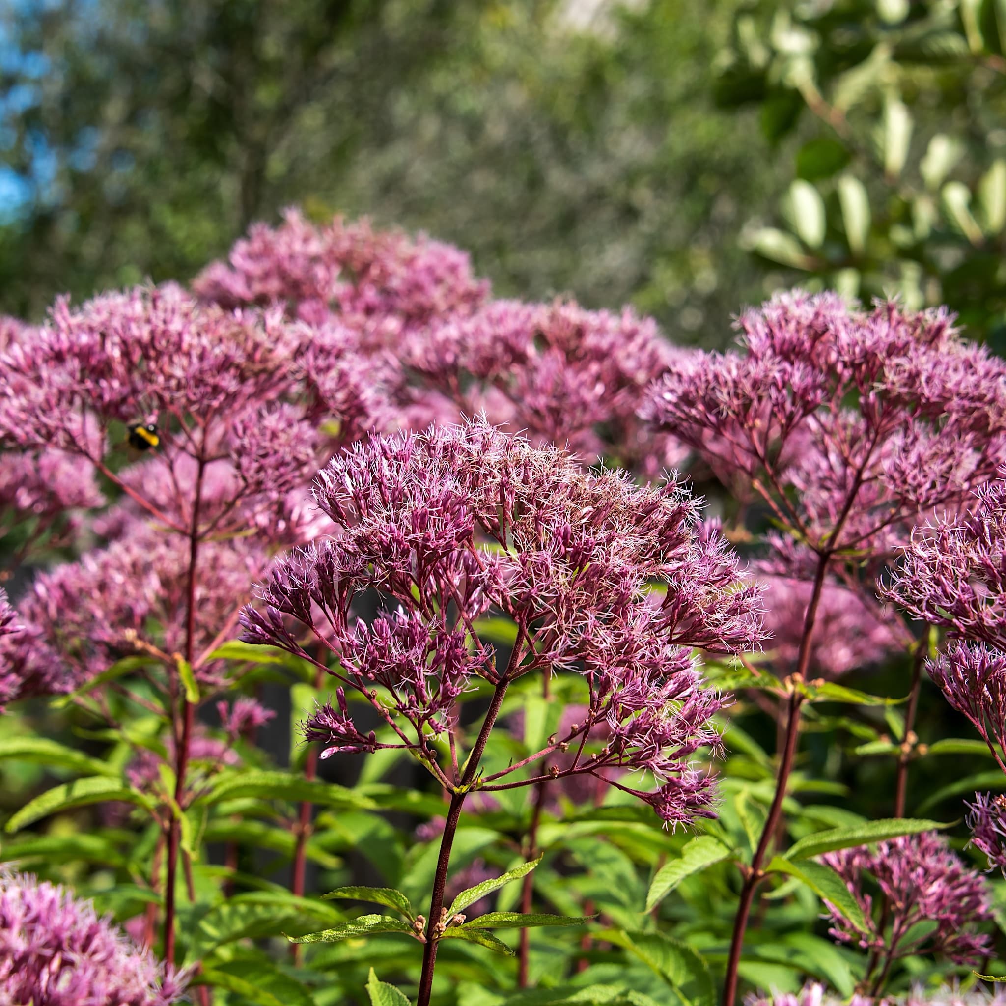 Eupatorium purpureum