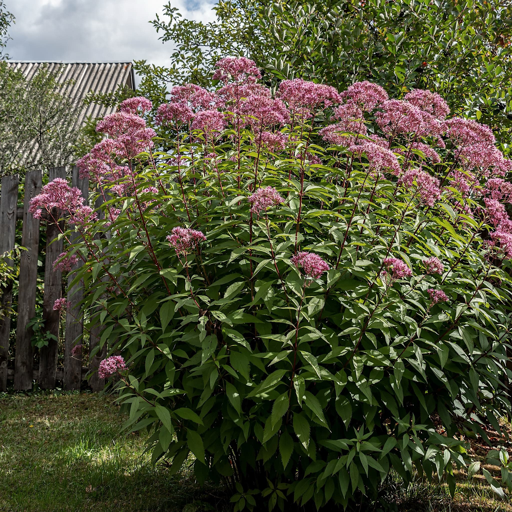 Eupatorium purpureum