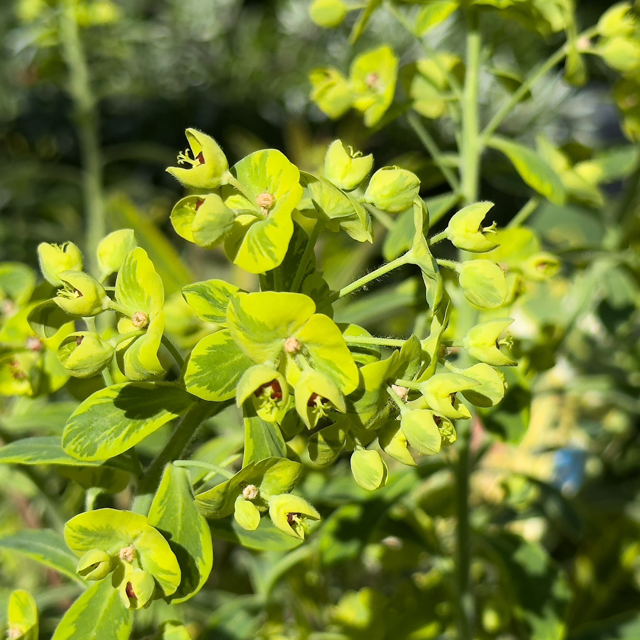 Euphorbia 'Ascot Petite'