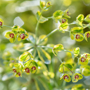 Euphorbia 'Ascot Rainbow'