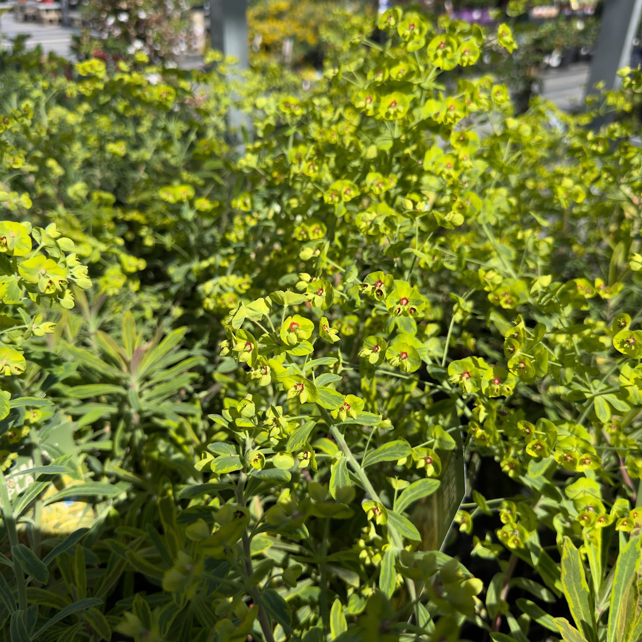 Euphorbia 'Ascot Rainbow'