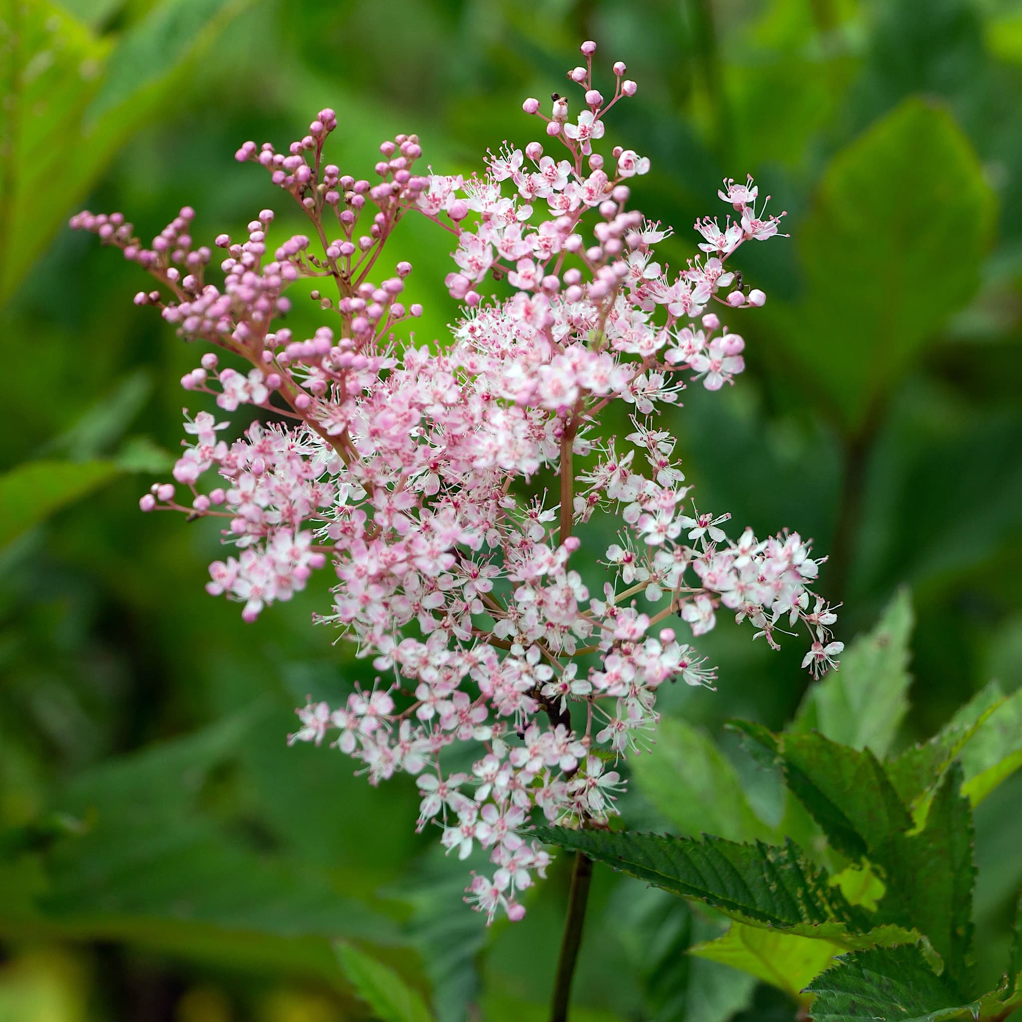 Filipendula rubra 'Venusta'
