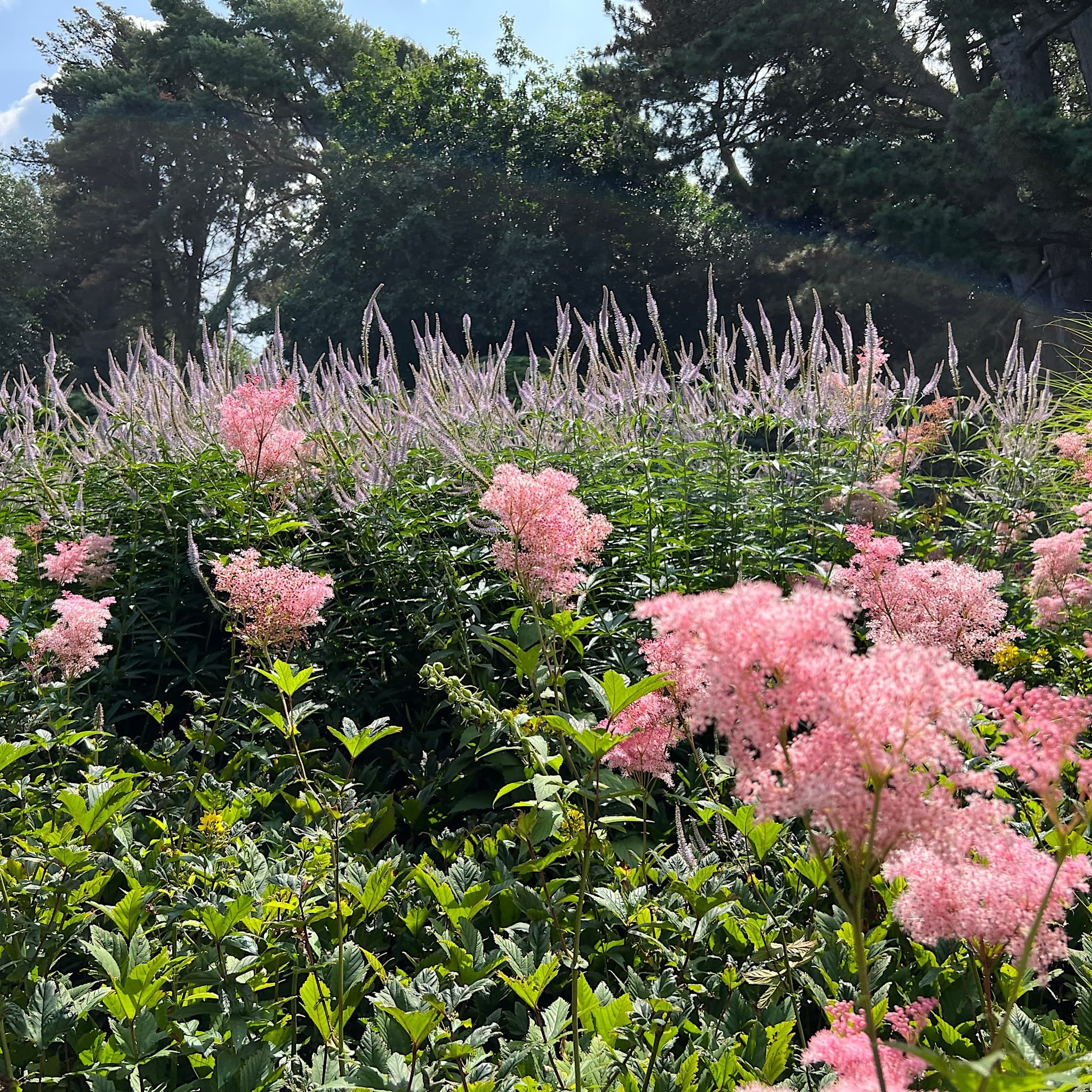 Filipendula rubra 'Venusta'