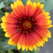 Gaillardia 'Kobold'