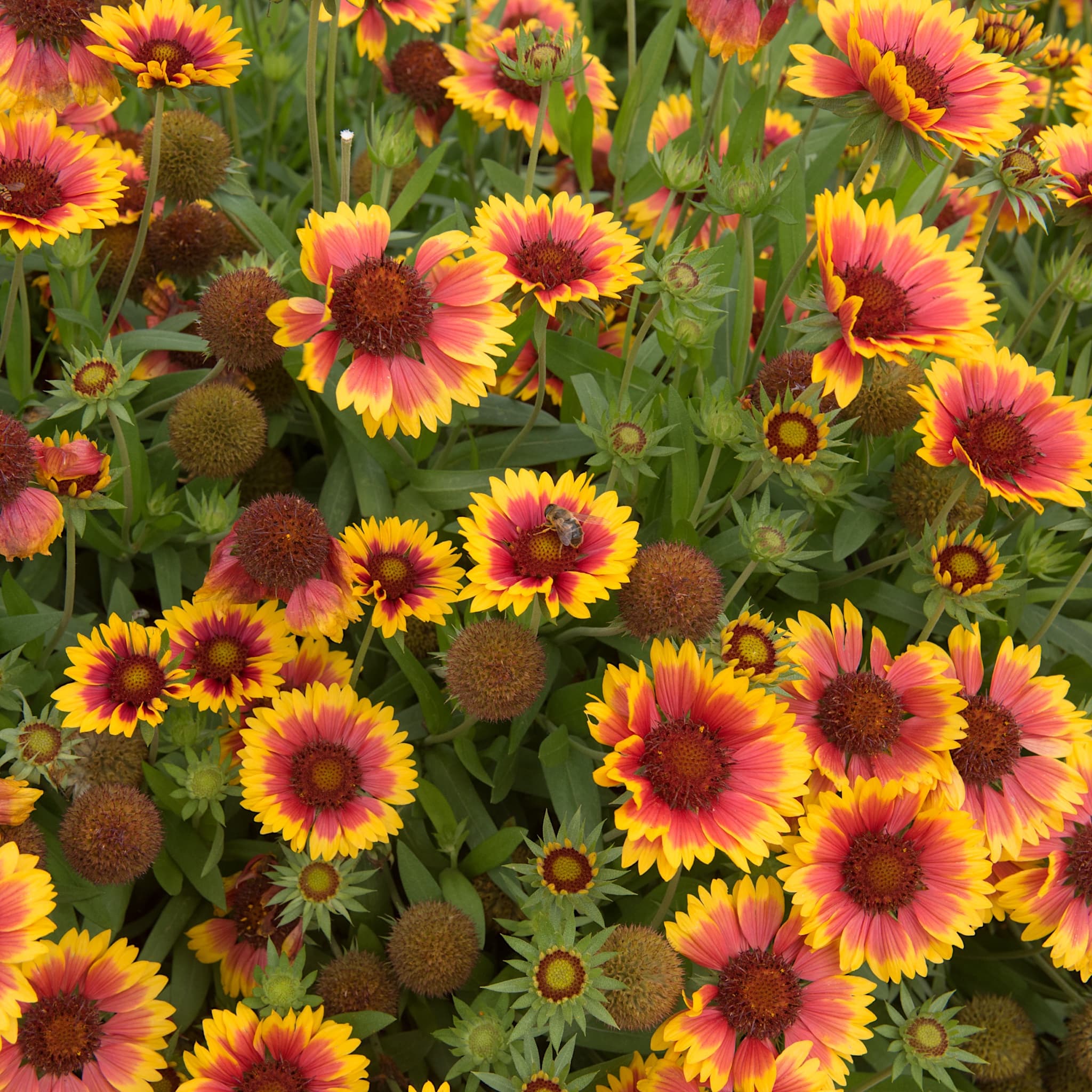 Gaillardia 'Kobold'