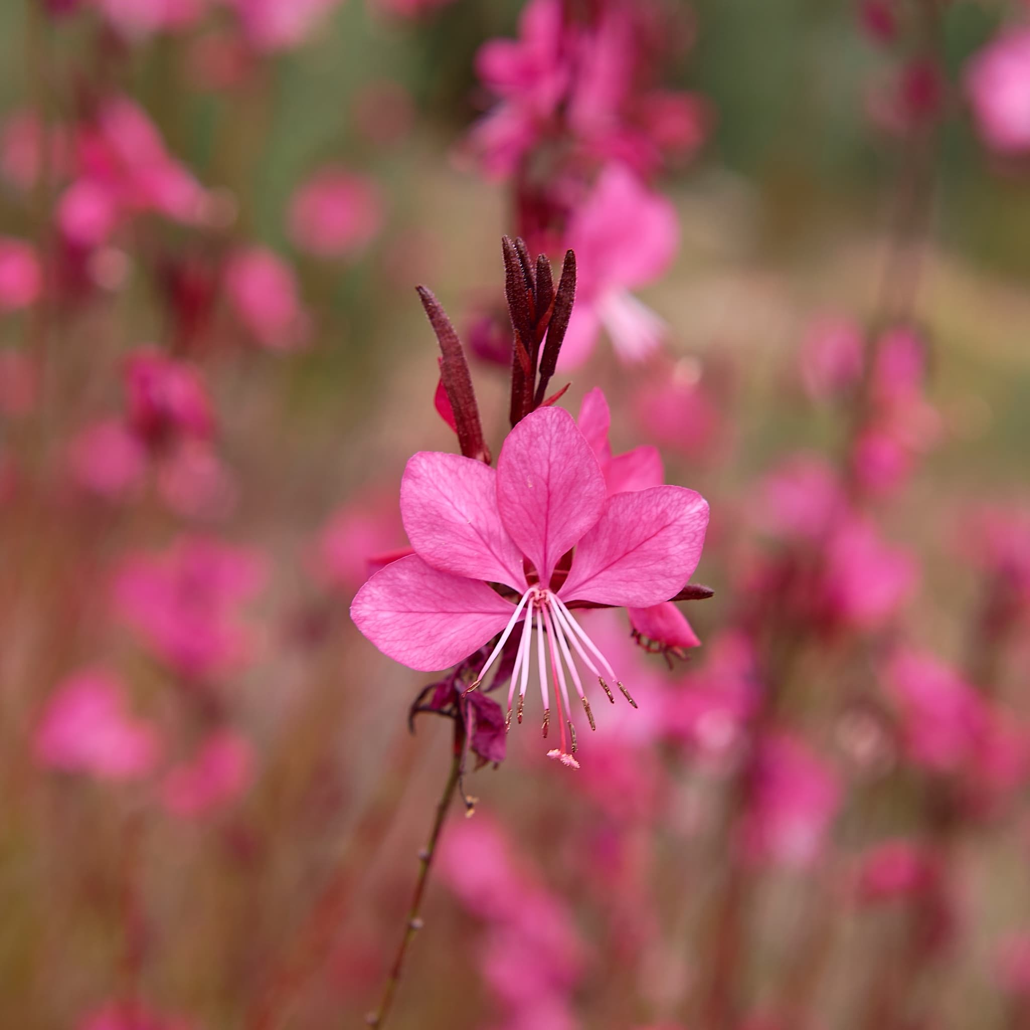 Gaura lind. 'Rose'