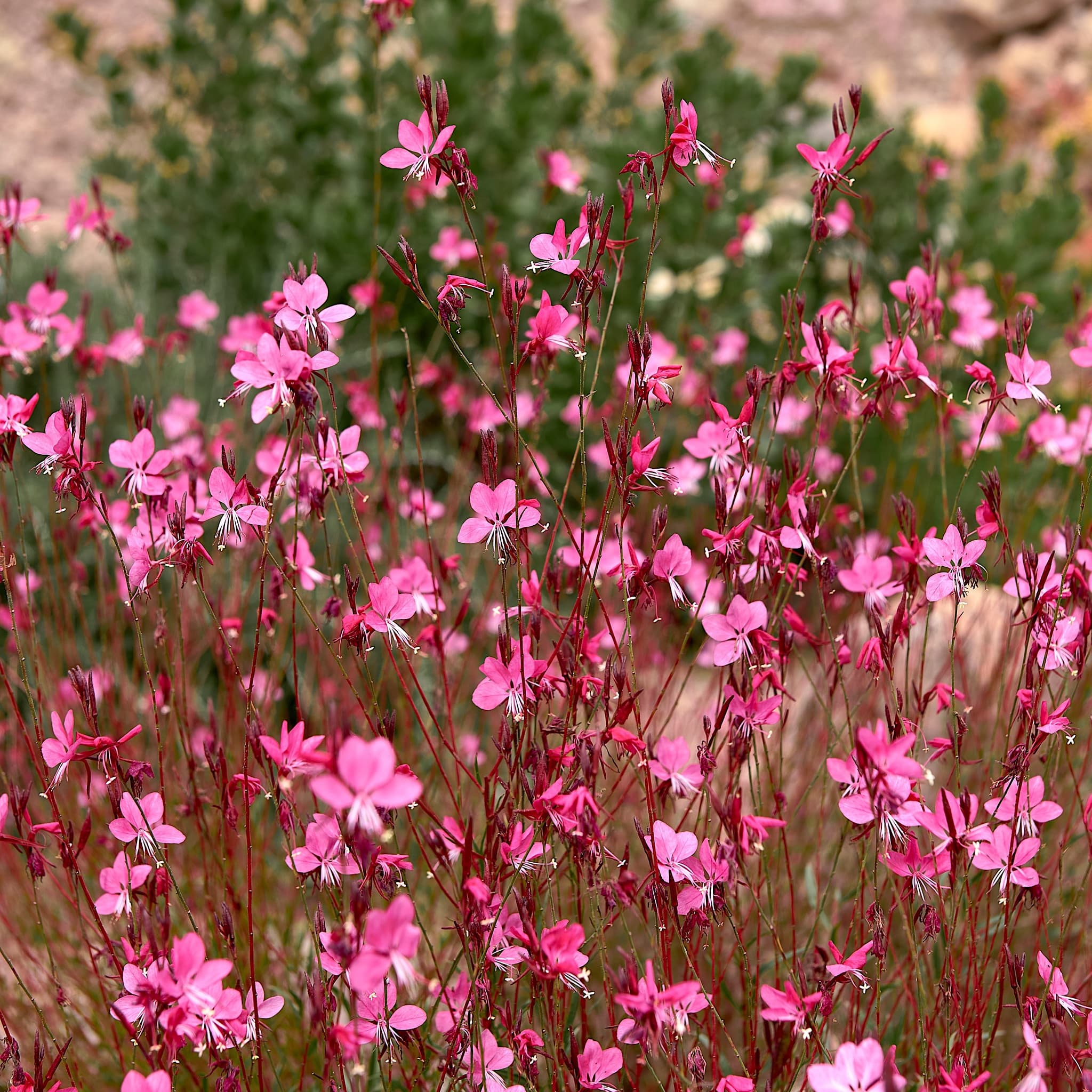 Gaura lind. 'Rose'