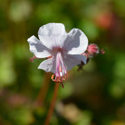 Geranium cant. 'Biokovo'