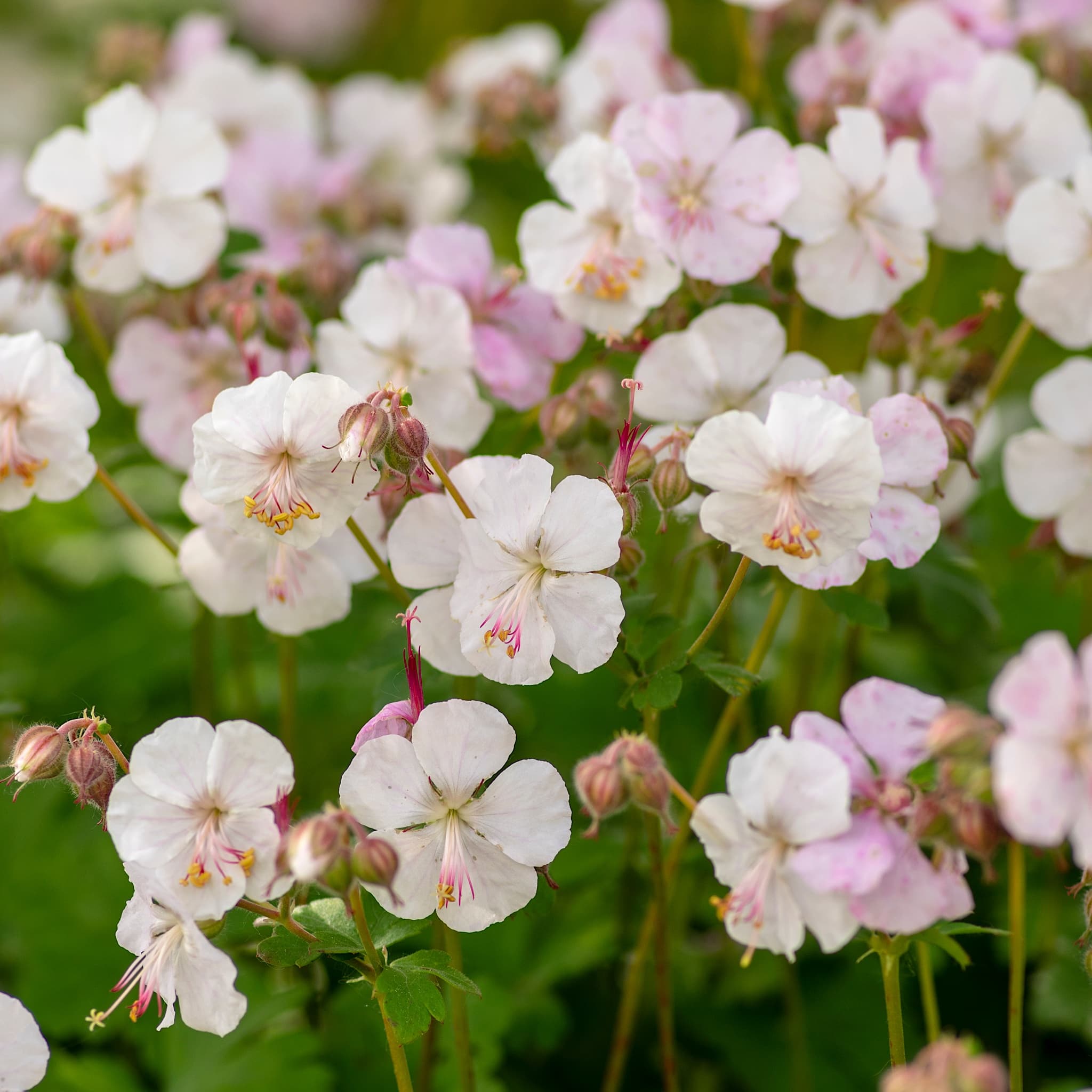 Geranium cant. 'Biokovo'