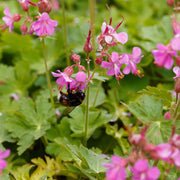 Geranium × cantabrigiense 'Cambridge'