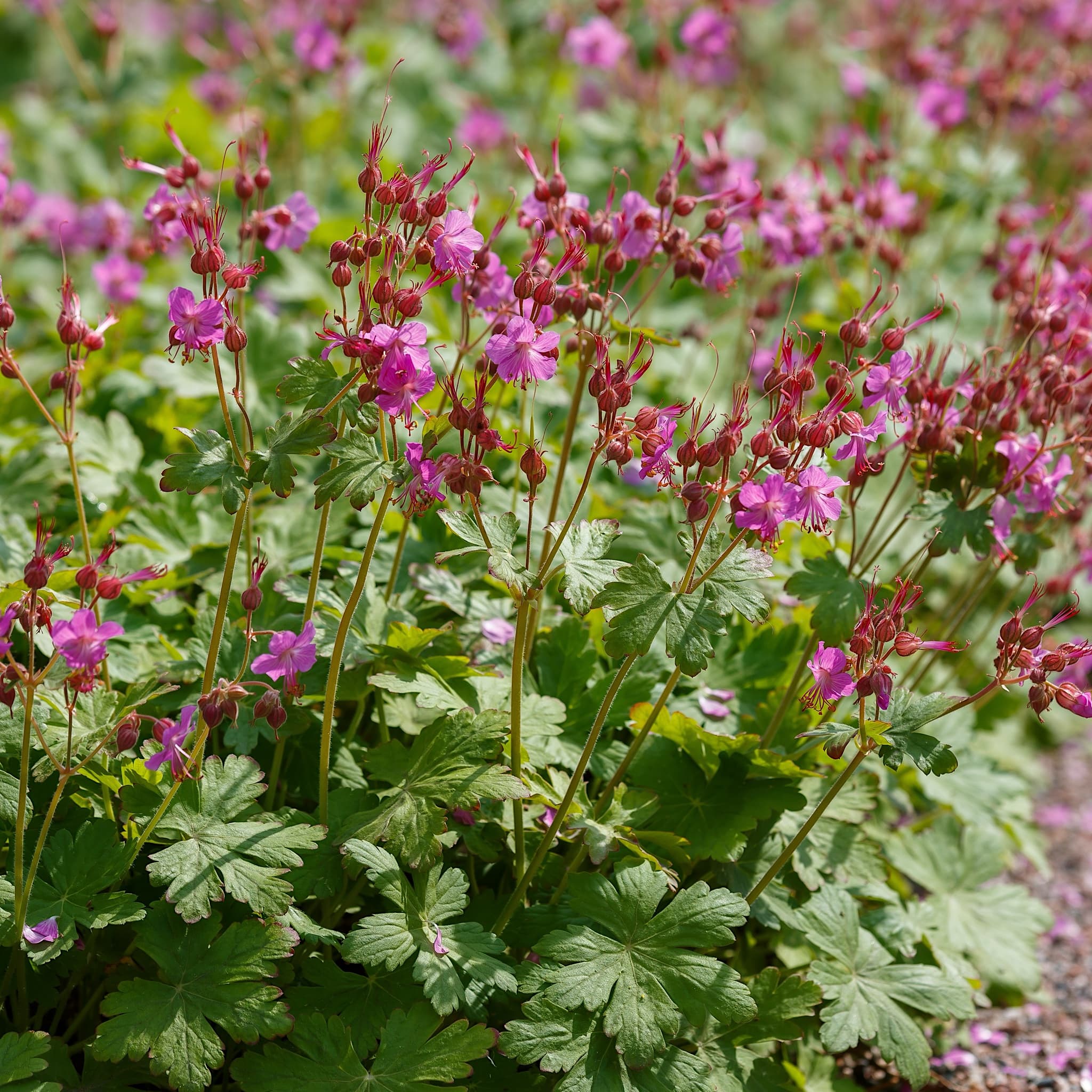 Geranium × cantabrigiense 'Cambridge'