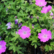 Geranium sang. 'Max Frei'