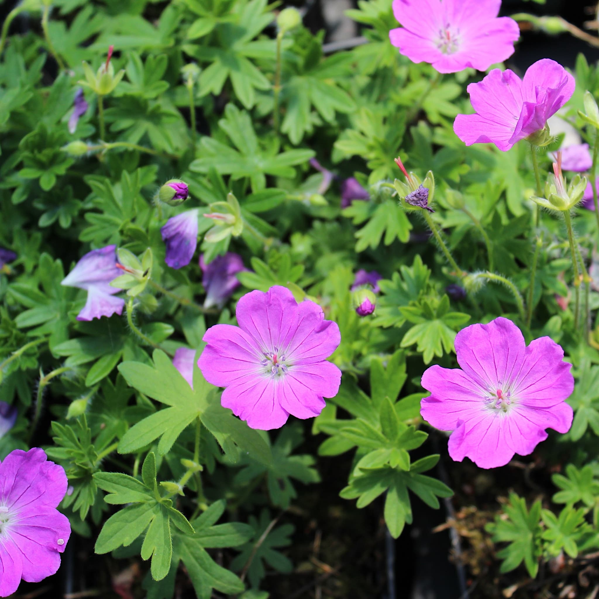 Geranium sang. 'Max Frei'