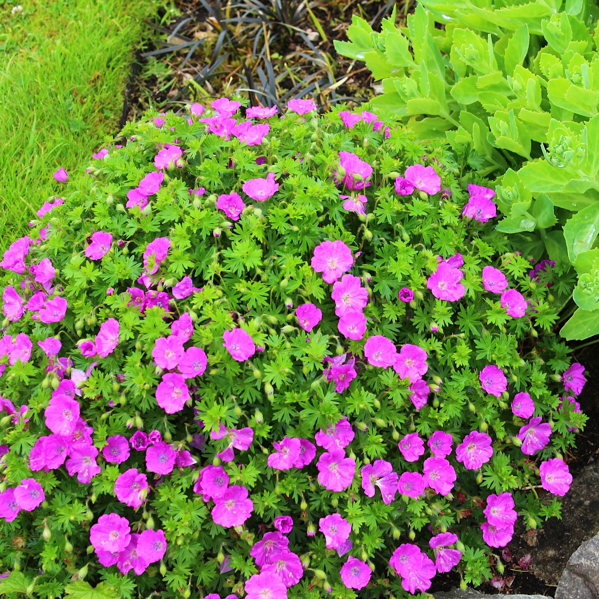 Geranium sang. 'Max Frei'