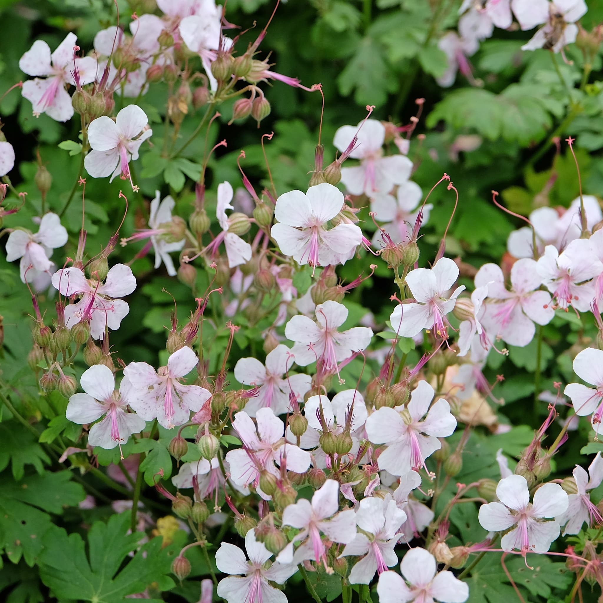Geranium cantabrigiense 'St Ola'