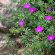 Geranium sanguineum