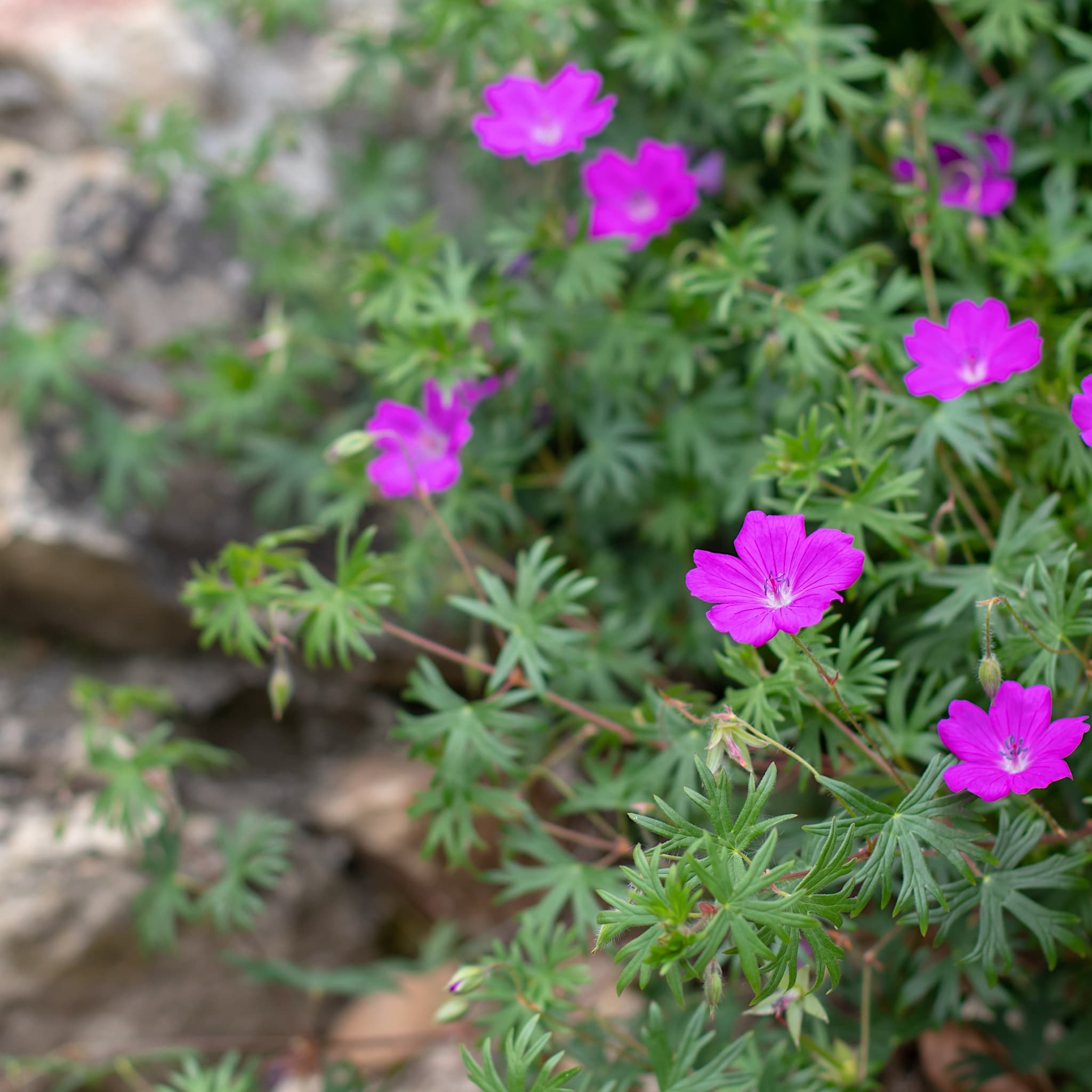 Geranium sanguineum