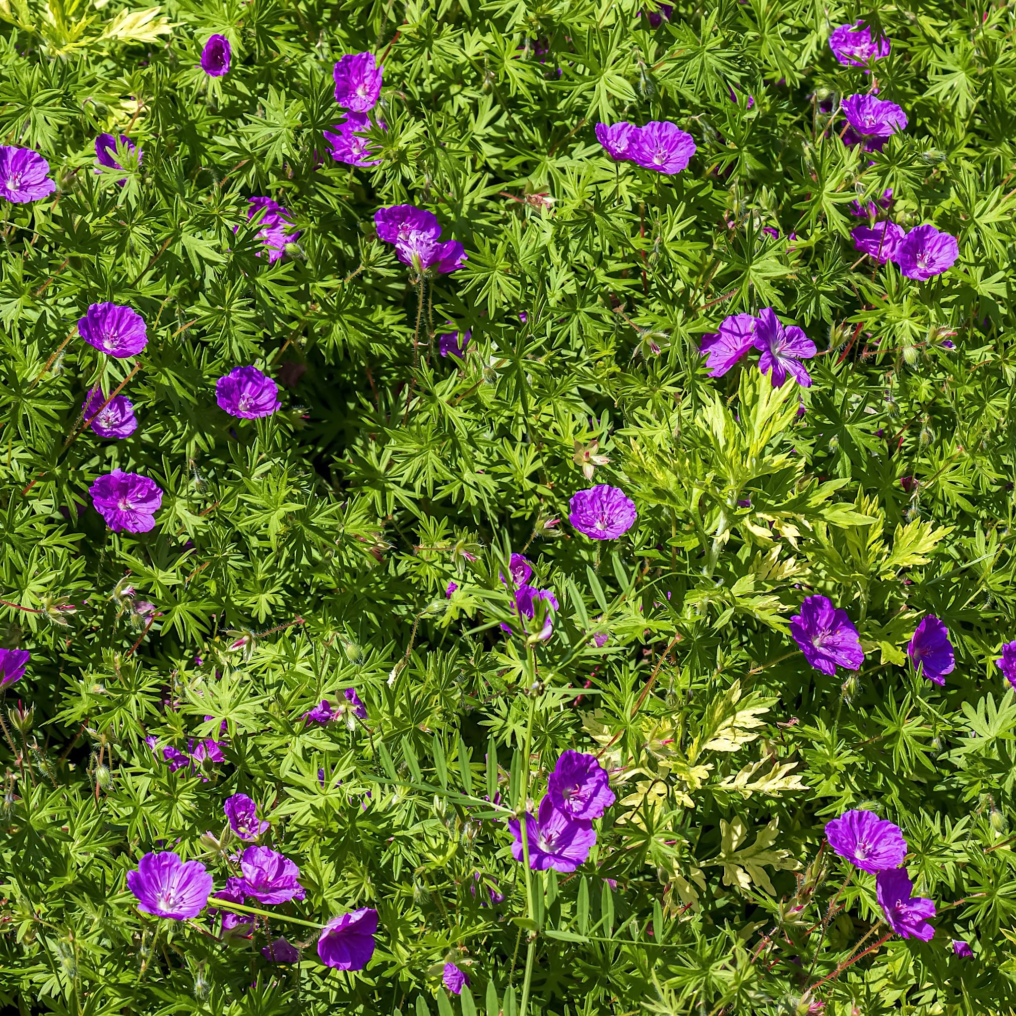 Geranium sanguineum