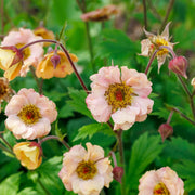 Geum 'Mai Tai'