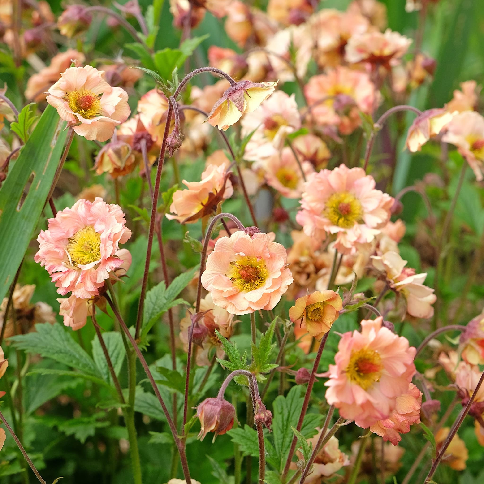 Geum 'Mai Tai'