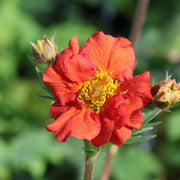 Geum 'Fiery Tempest'