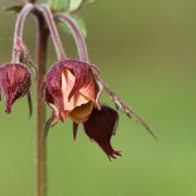 Geum rivale