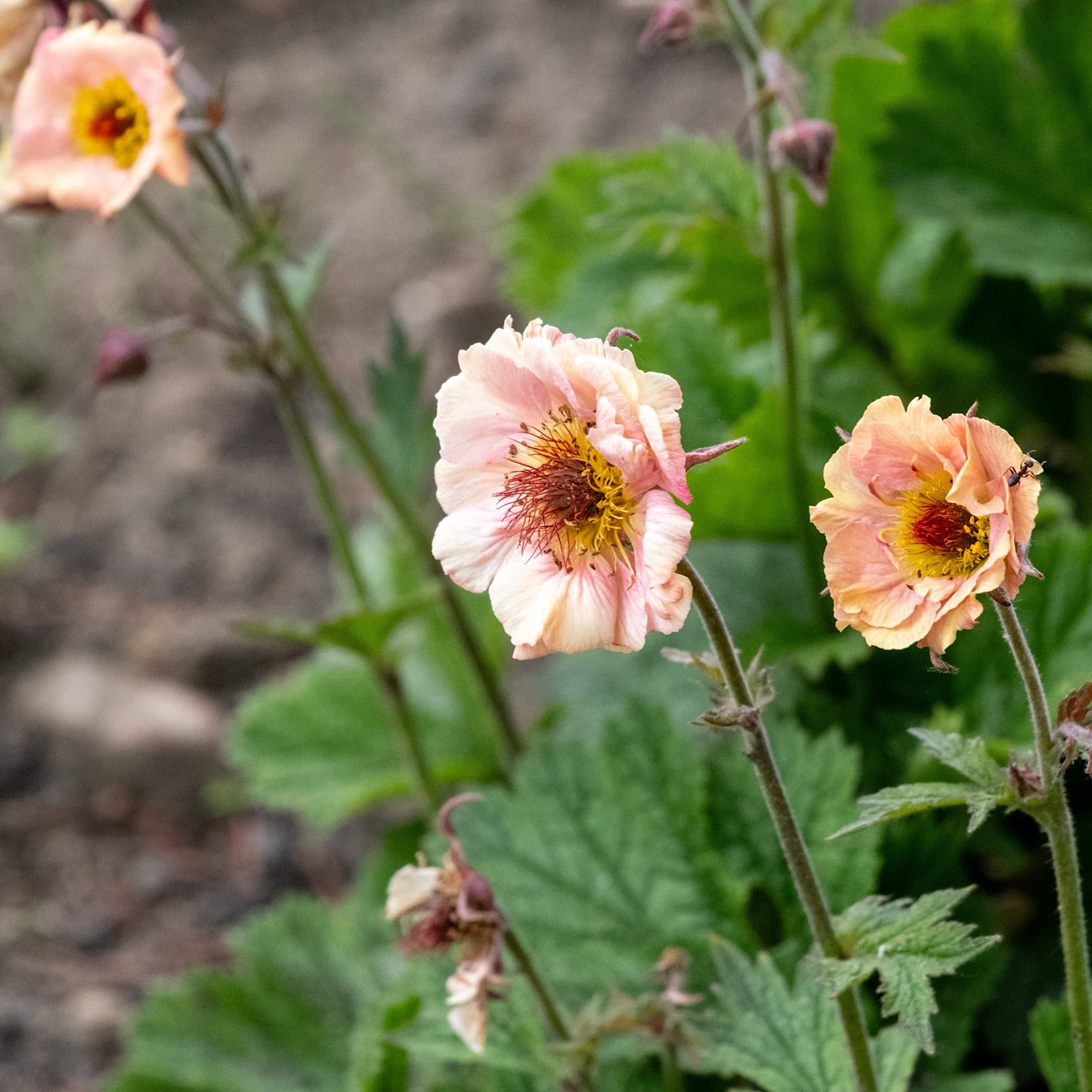 Geum rivale