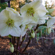 Helleborus 'Molly's White'