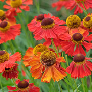 Helenium 'Moerheim Beauty'