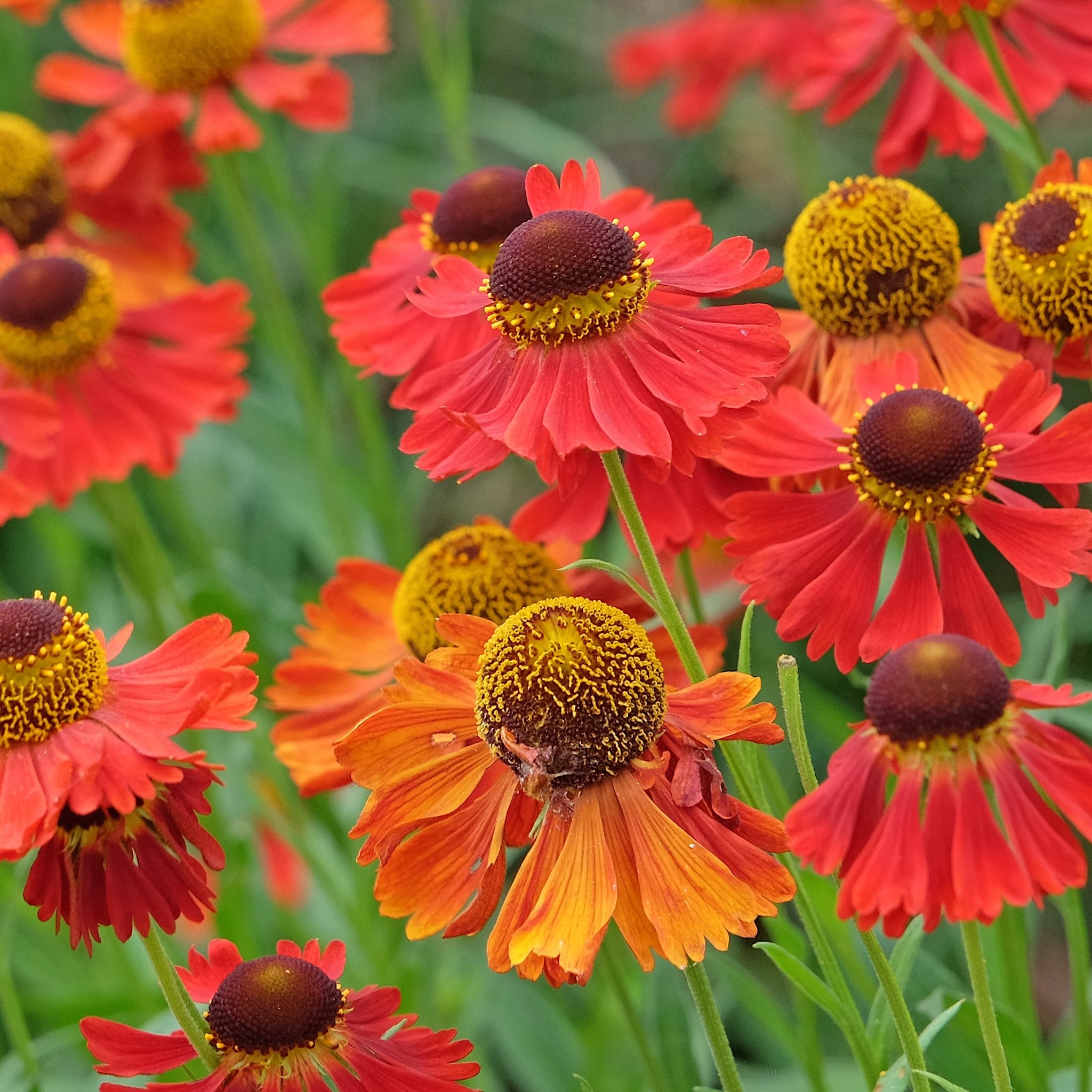 Helenium 'Moerheim Beauty'