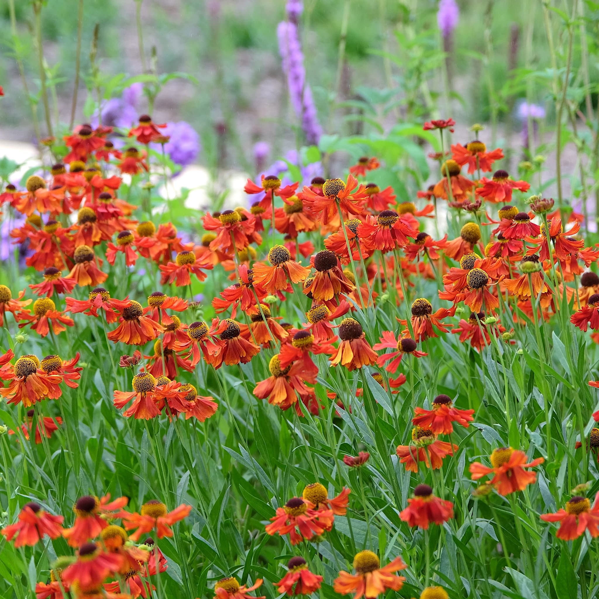 Helenium 'Moerheim Beauty'