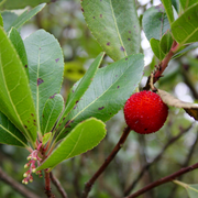 Arbutus unedo 'Compacta'