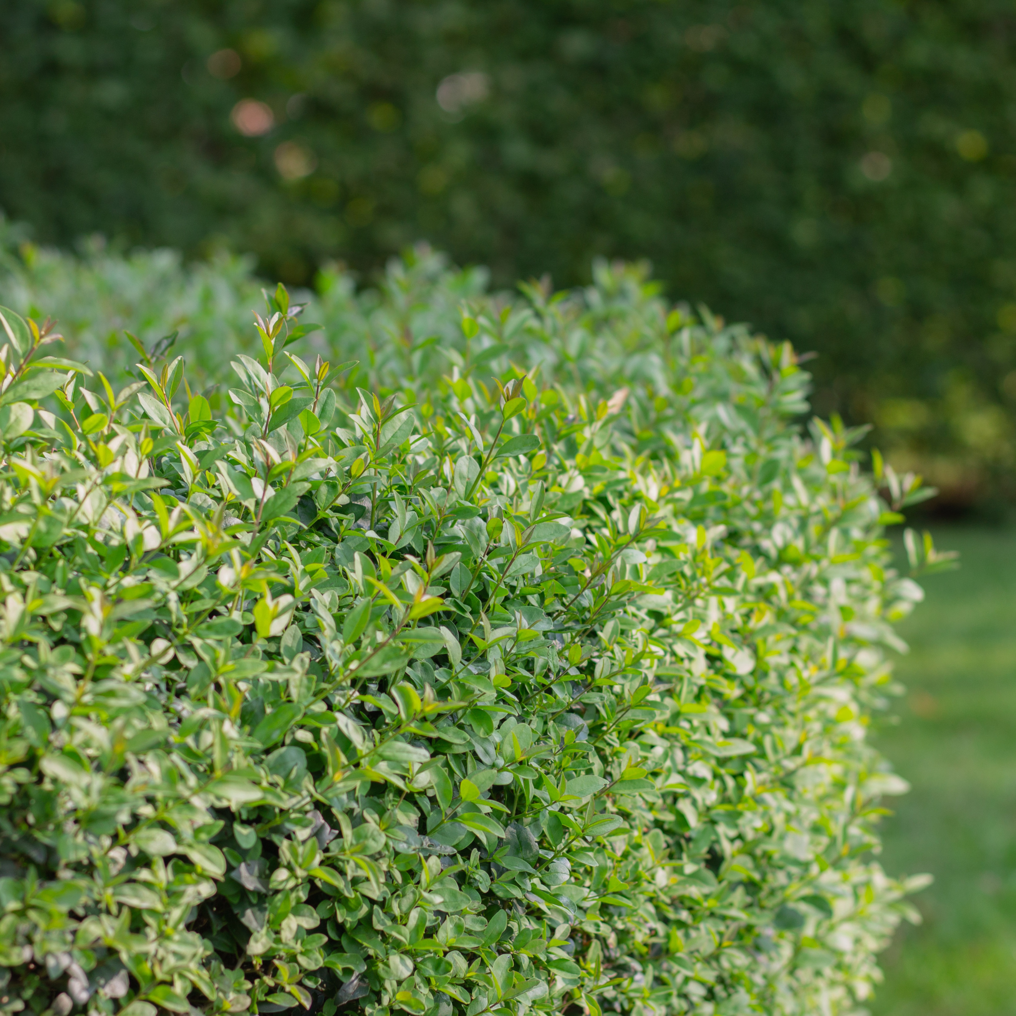 Buxus sempervirens