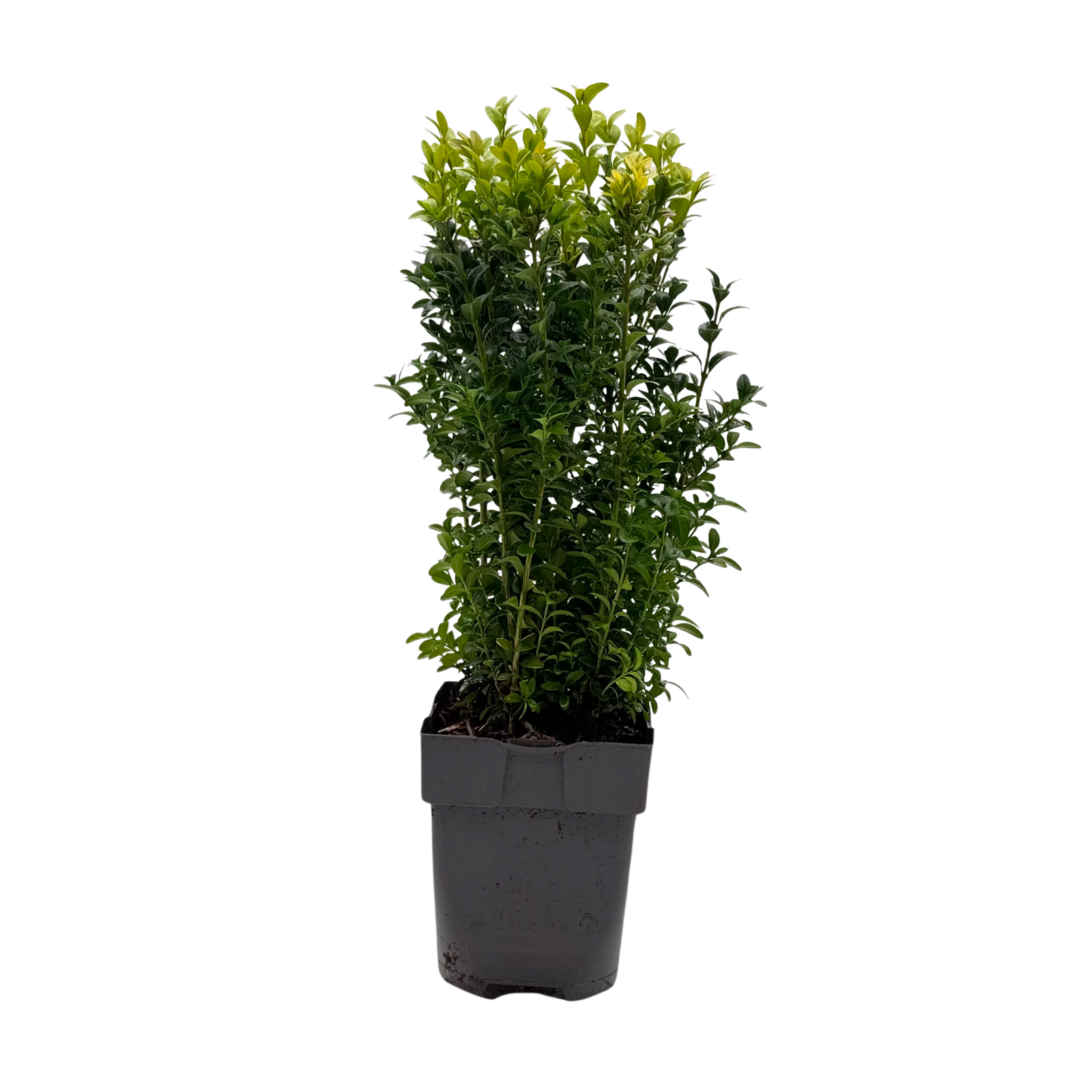 Buxus sempervirens