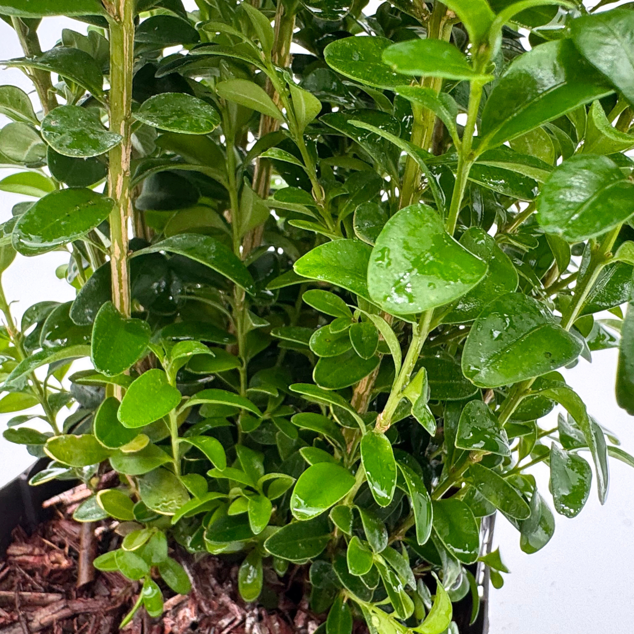 Buxus sempervirens