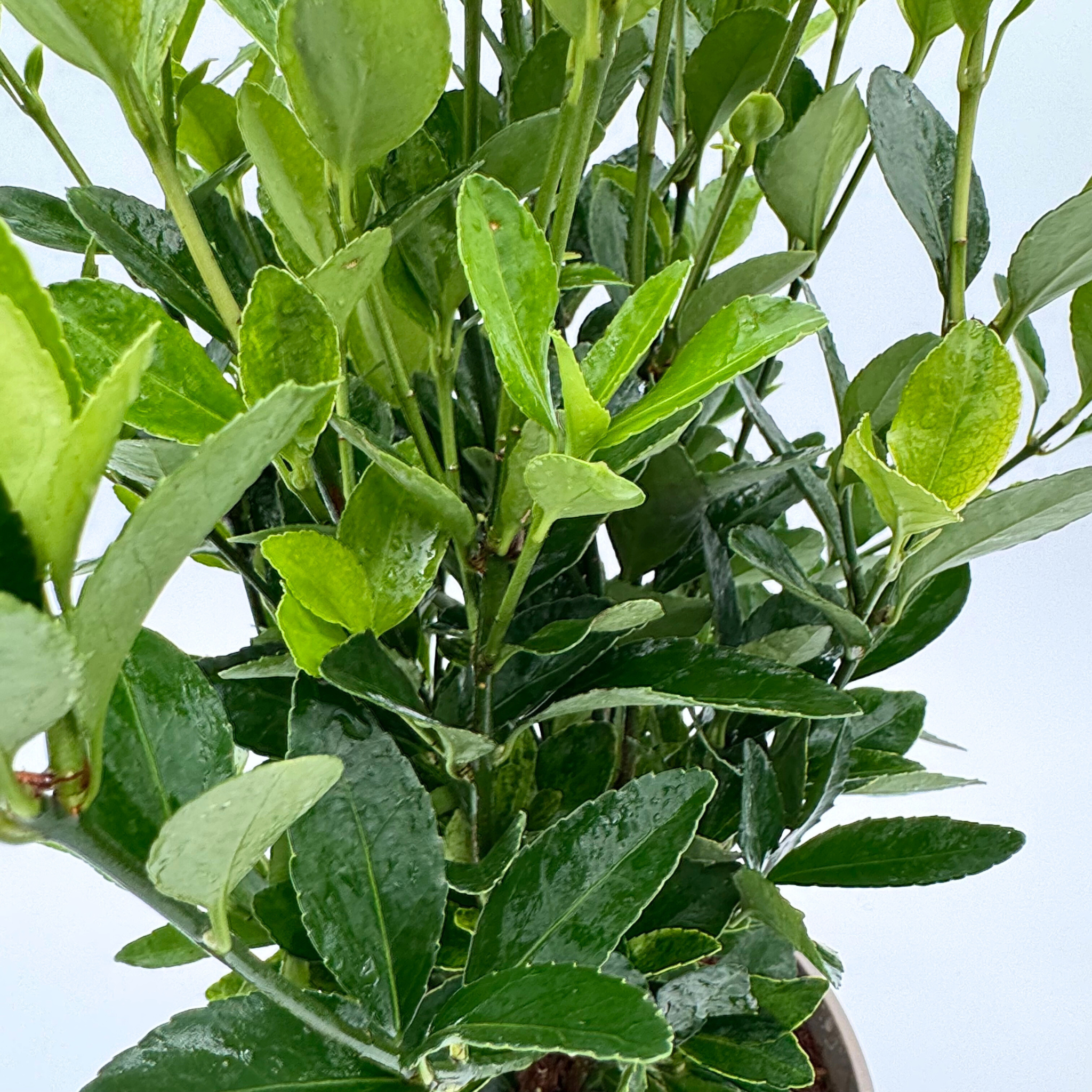Euonymus jap. 'Himalaya'
