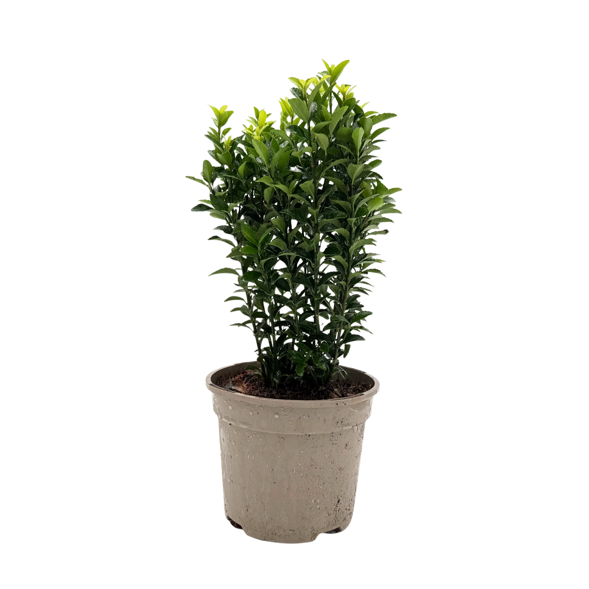 Euonymus jap. 'Greenspire'