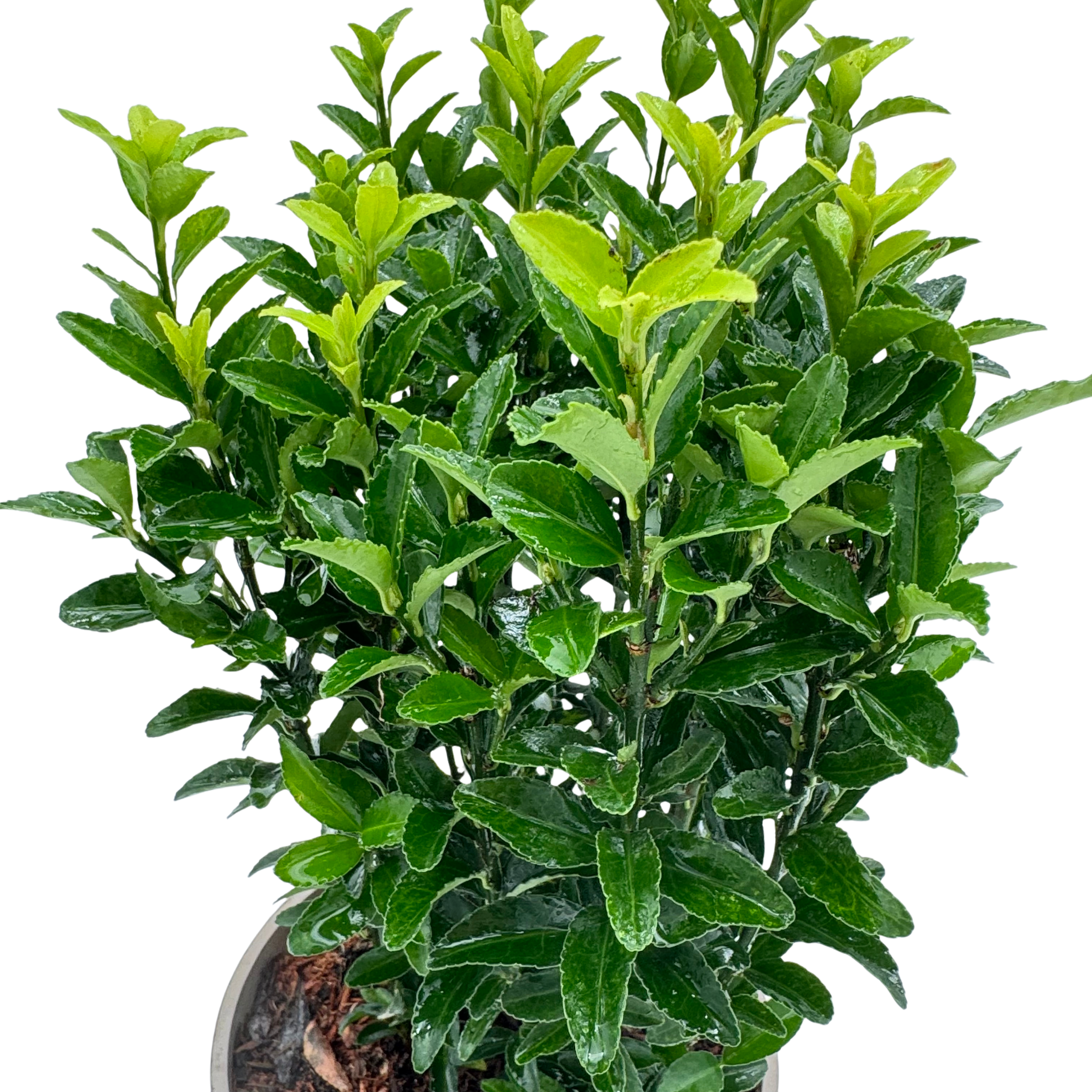 Euonymus jap. 'Greenspire'