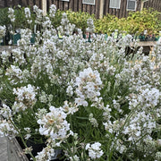Lavandula ang. 'Alba'