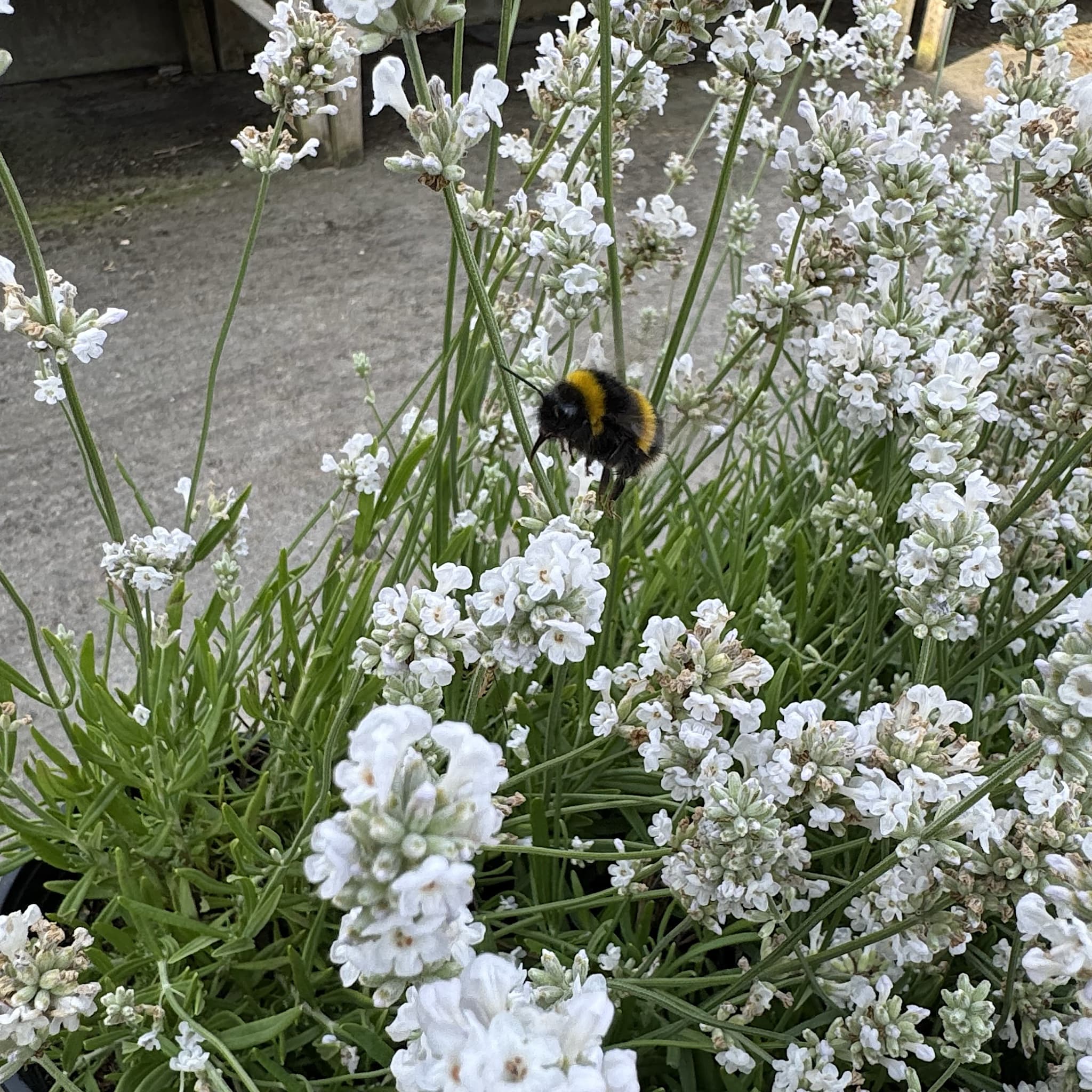 Lavandula ang. 'Alba'