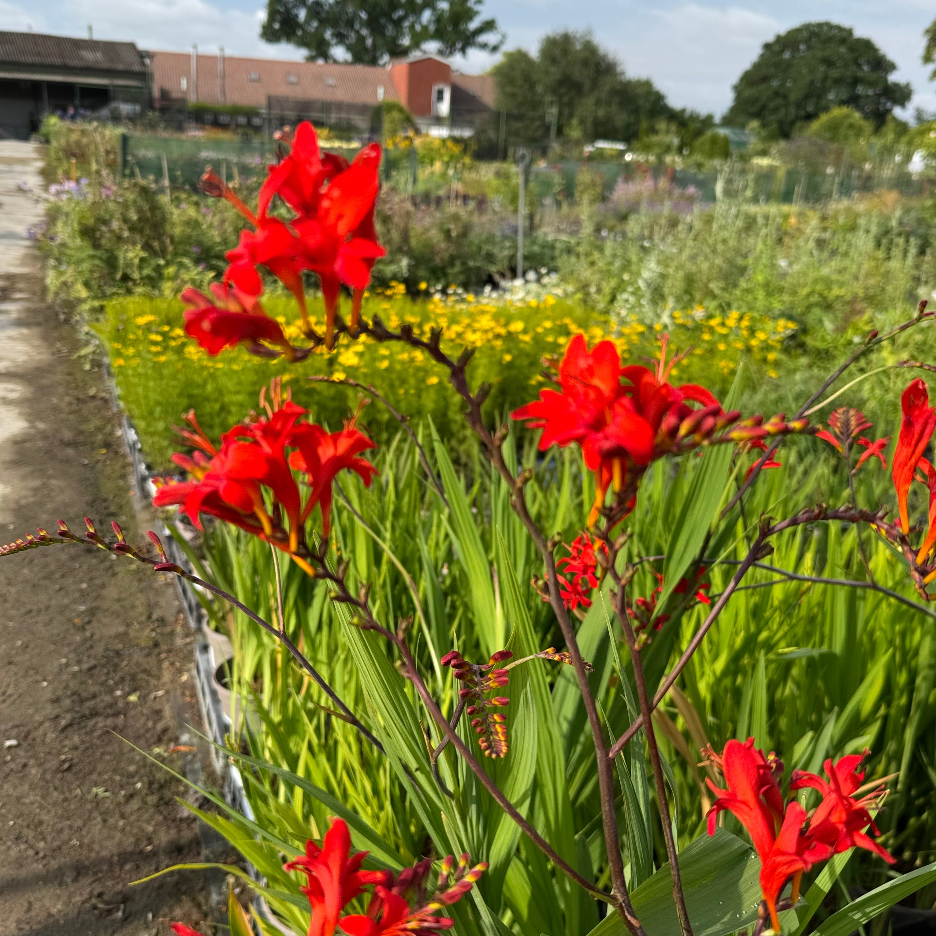 Crocosmia 'Lucifer'