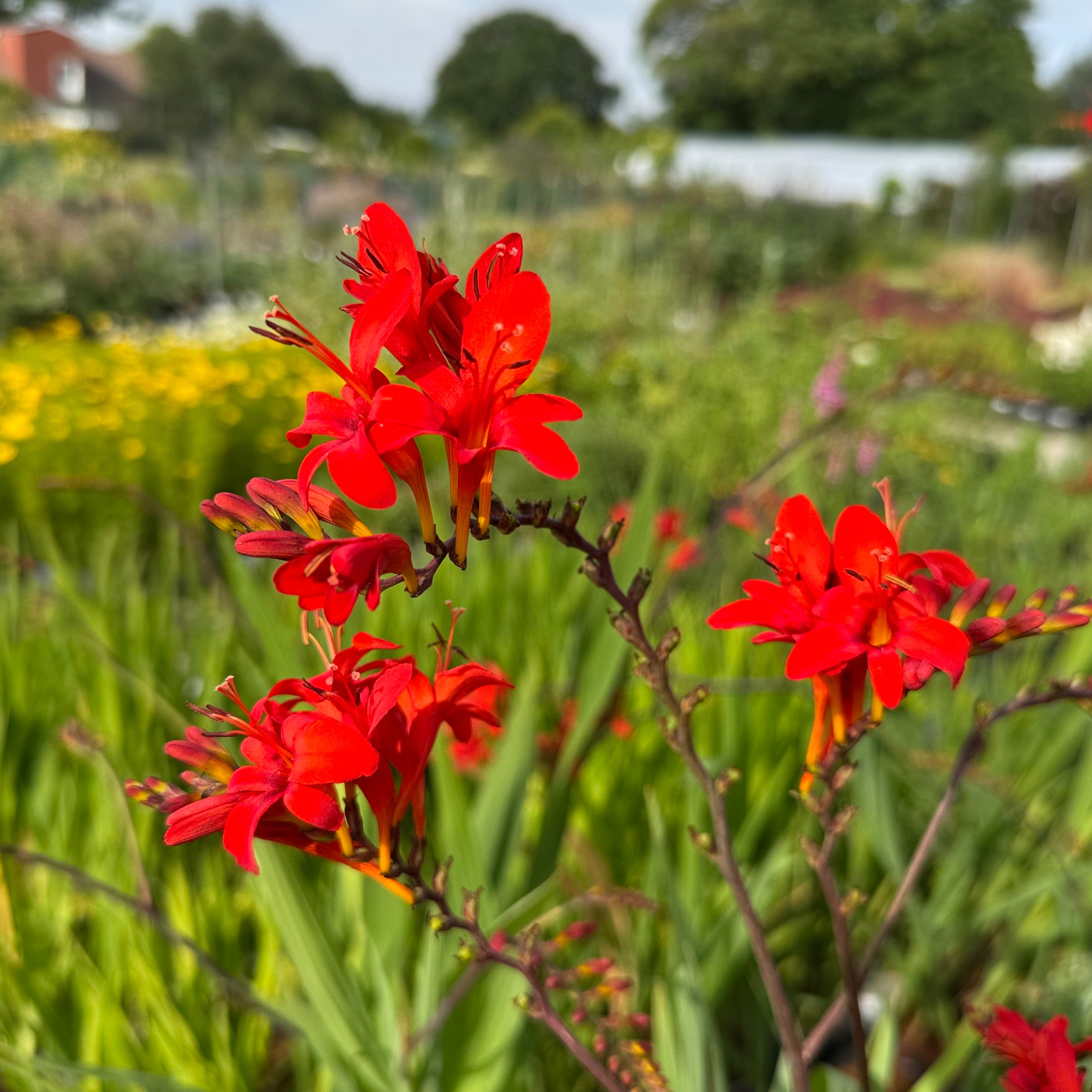 Crocosmia 'Lucifer'