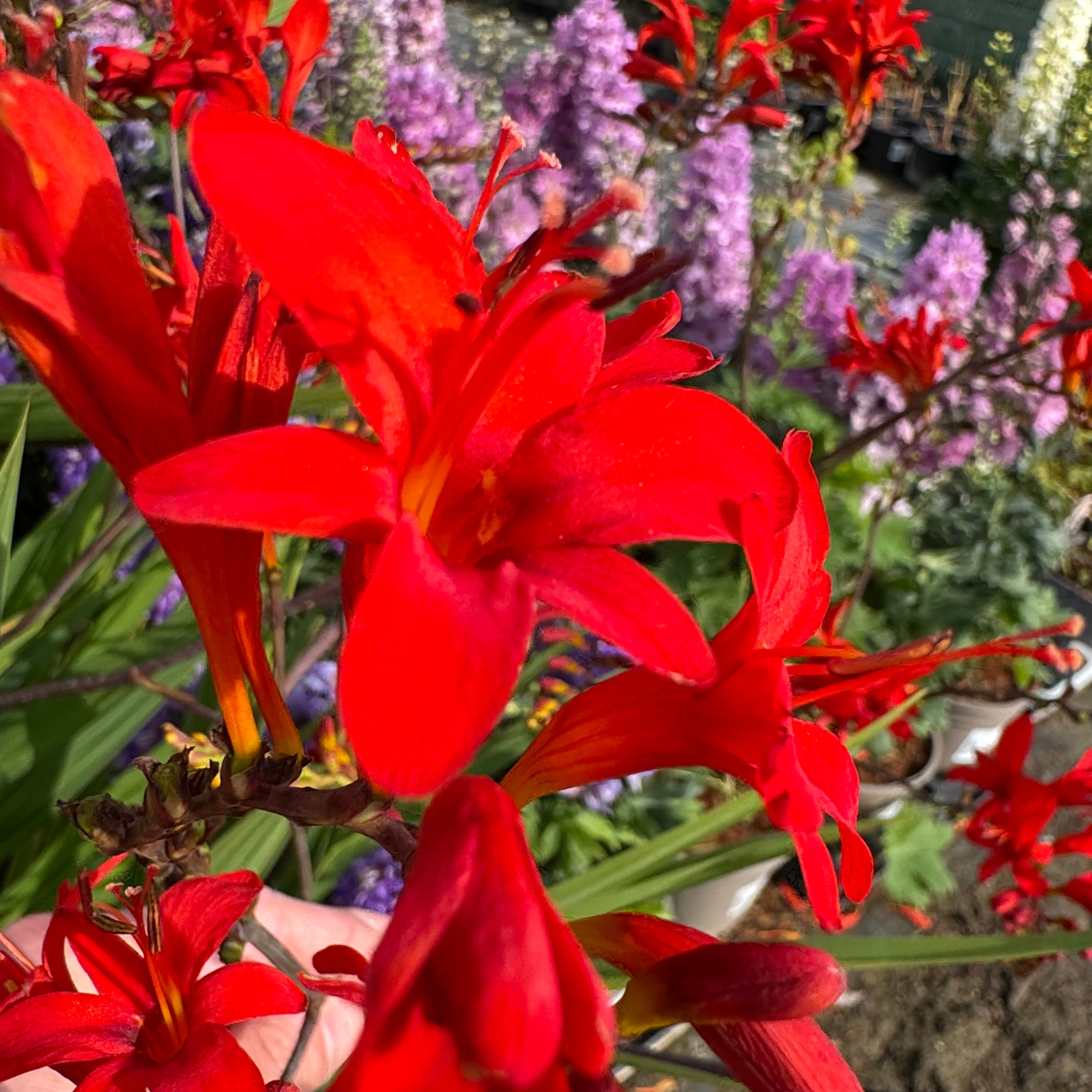 Crocosmia 'Lucifer'