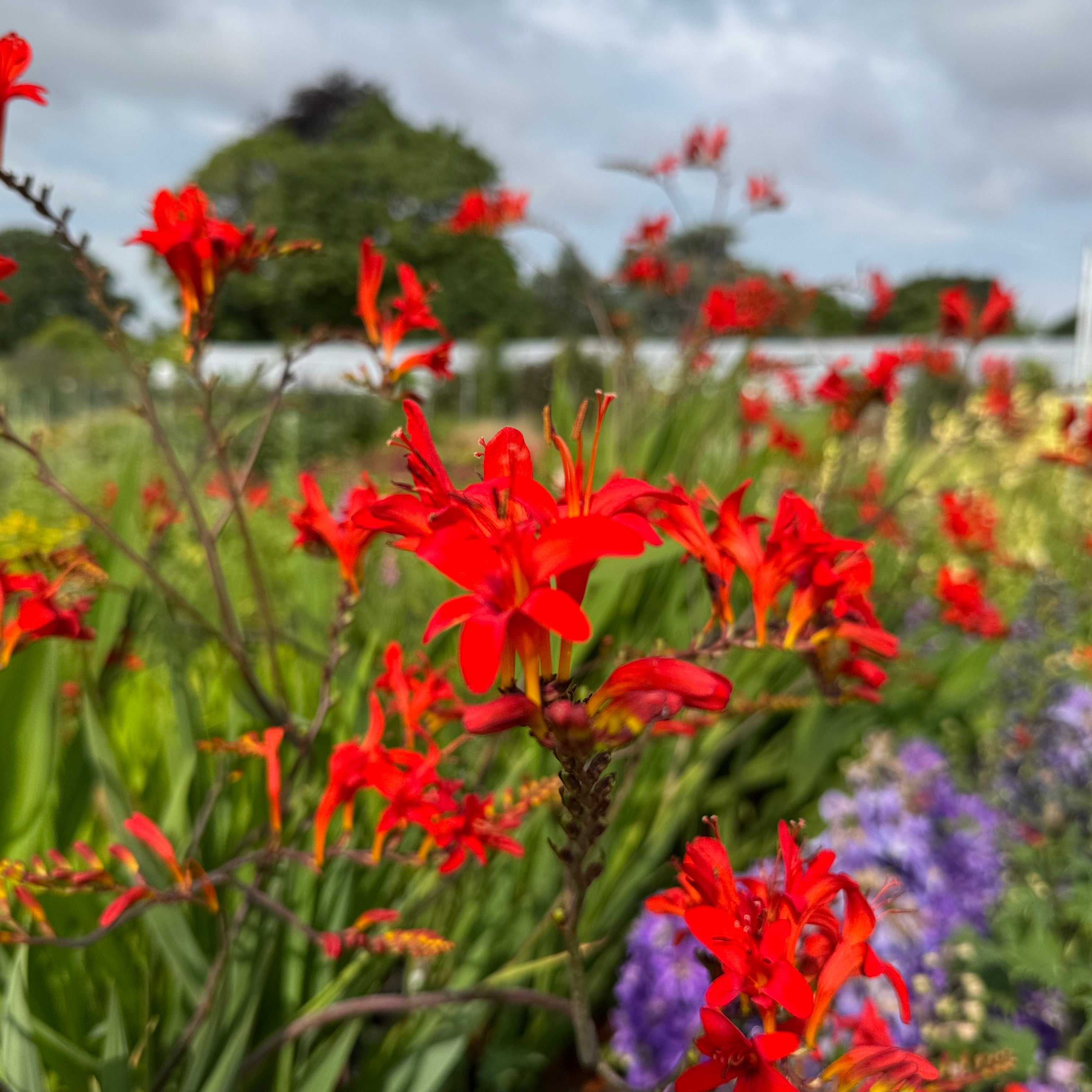 Crocosmia 'Lucifer'