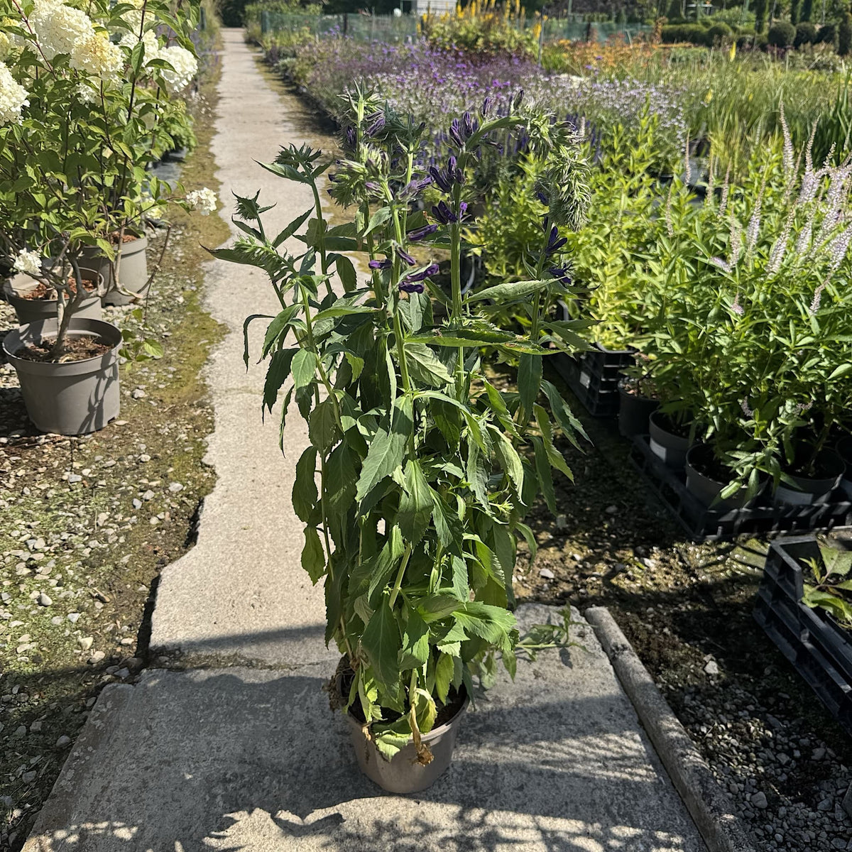Lobelia Starship Deep Blue